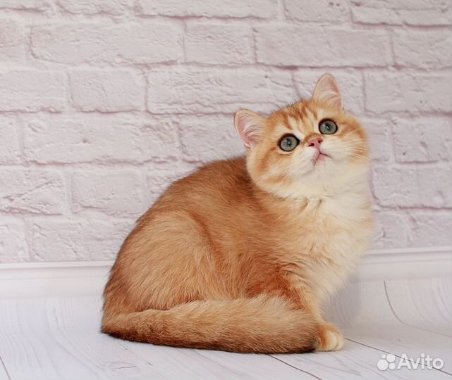 Британская золотая шиншилла