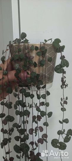 Церопегия вуда