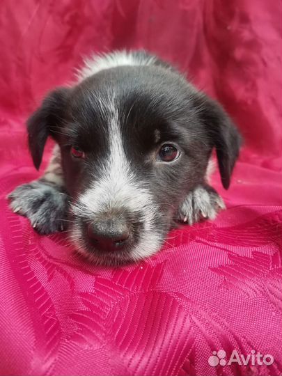 Щенок курцхаара