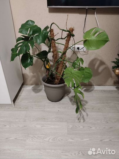 Крупное комнатное растение монстера