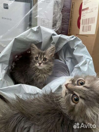 Котята в добрые руки бесплатно