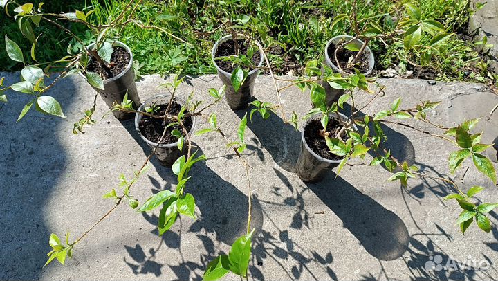 Бугенвиллия