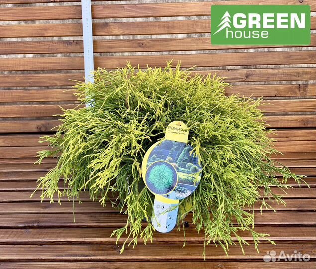 Можжевельник Блю Чип