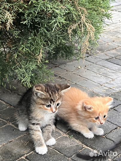 Котята в добрые руки бесплатно