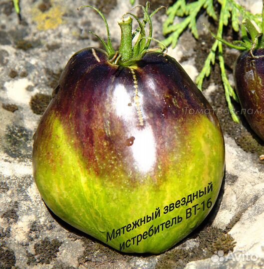 Семена коллекционных томатов