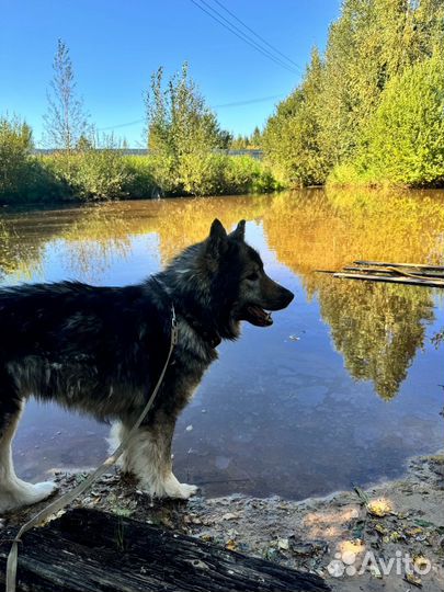 Собака в добрые руки