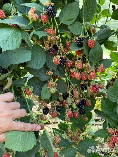 Саженцы ежевики Карака блек