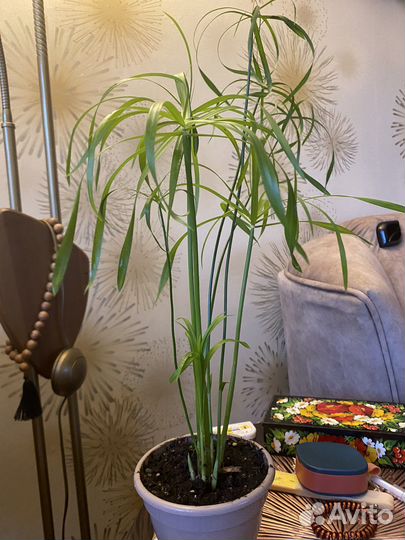 Комнатные цветы