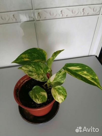 Сциндапсус