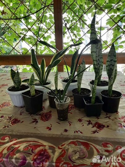Сансевиерия,тещин язык,щучий хвост,цилиндрика