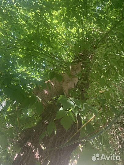 Собаки имя эльза и кот в подарок кота зовот лексус