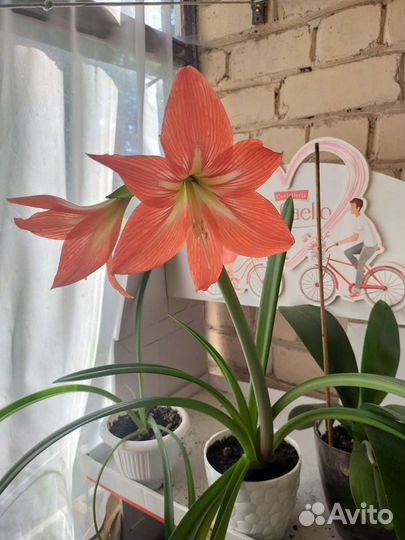 Гиппиаструм