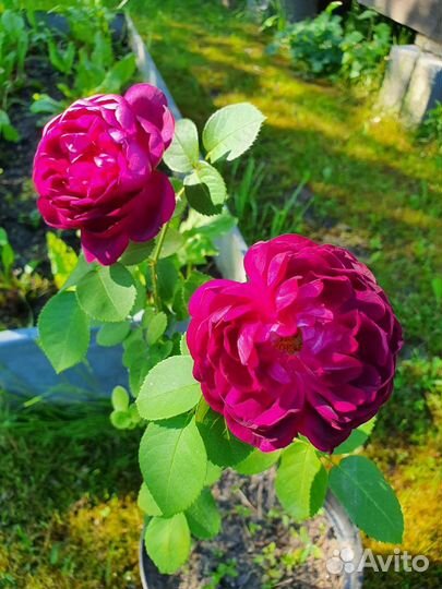 Роза кустовая