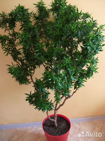 Мирт персидский, боэтика, компакта