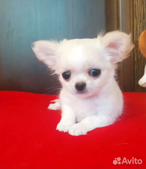 Чихуахуа девочки