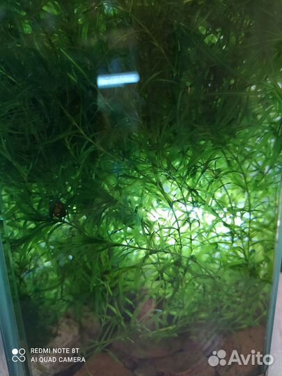 Аквариумные растения