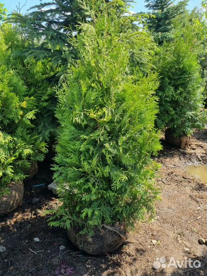 Туя Брабант