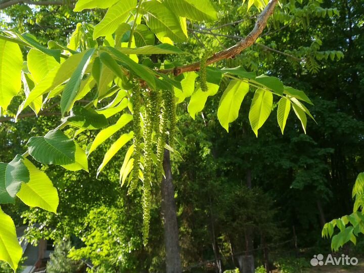 Саженцы Ореха Маньчжурского