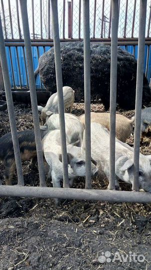 Венгерская мангалица