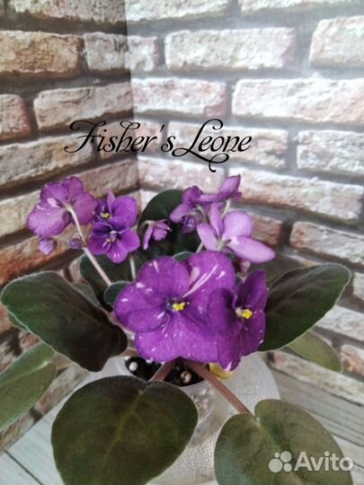 Фиалки стартеры