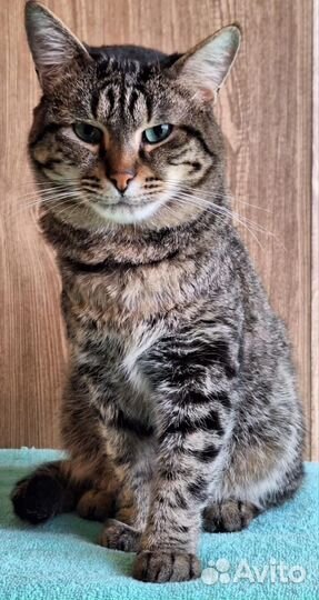 Кот Тихон из приюта