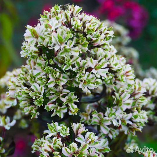 Флоксы серии Фелингс