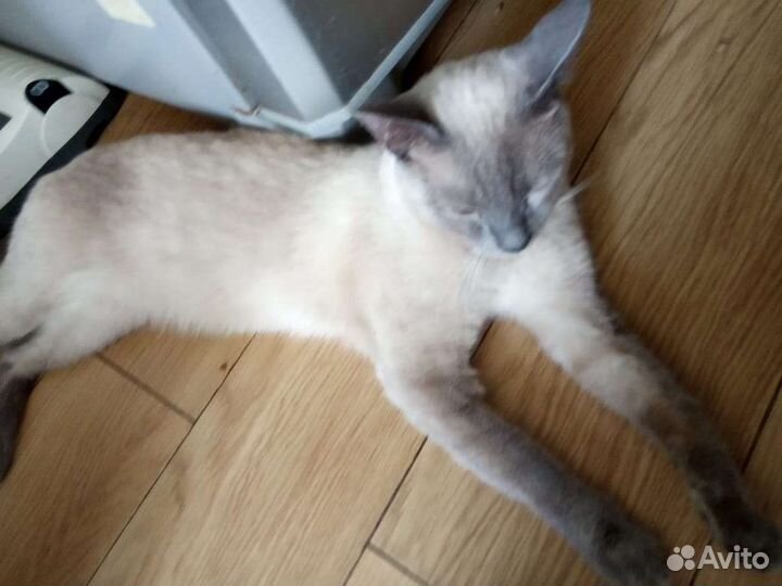 Тайский котик