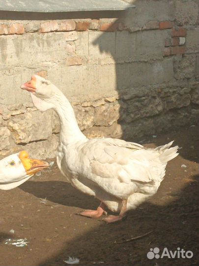 Индюки домашние