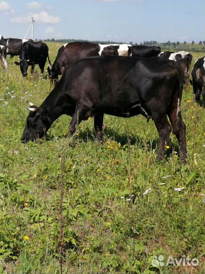Коровы молочные, быки, тёлки