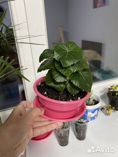 Бегония элатиор желтая