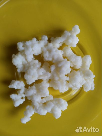 Тибетский молочный гриб (кефирный гриб)