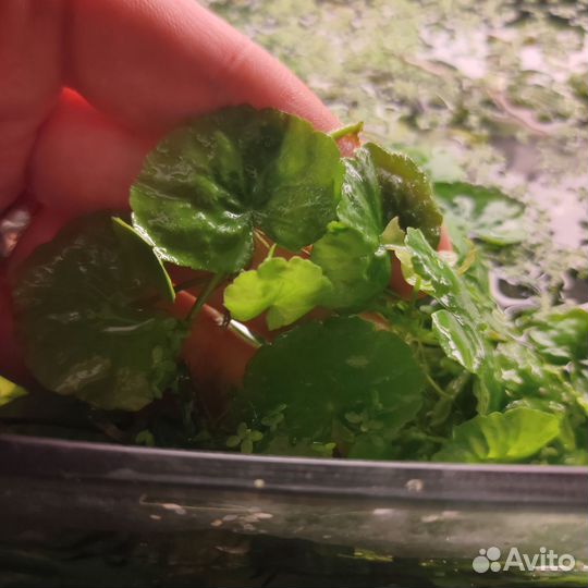 Растение для аквариума