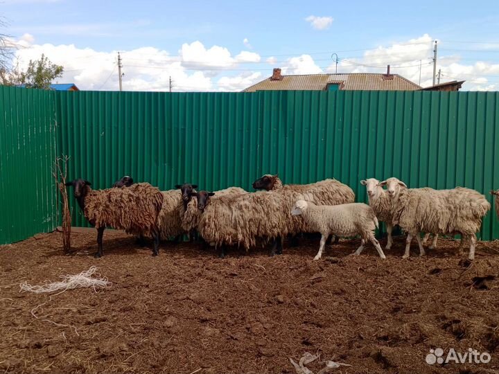 Овцы бараны ягнята