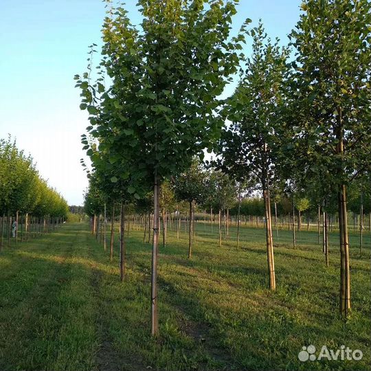 Аренда. Пересадка деревьев пересадчик. выкопка рас
