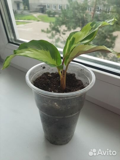 Калатея Тай бьюти