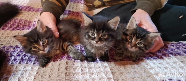 Котятки в добрые руки