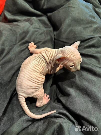 Канадский сфинкс котенок