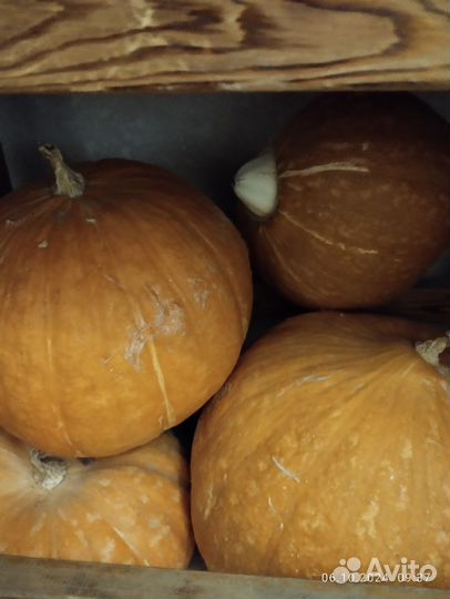 Картофель домашний, тыква,хреновина