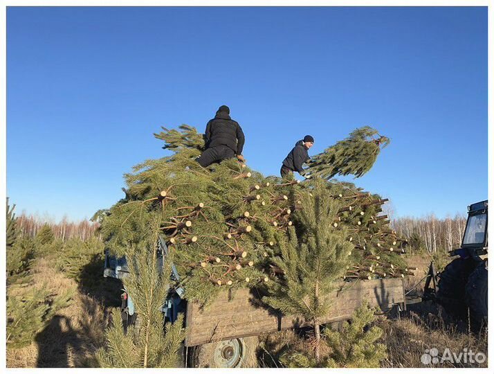 Сосна, ель, пихта, лапник