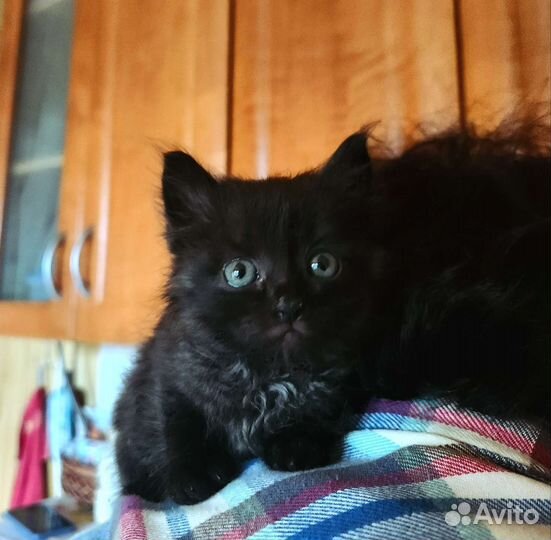 Марафет ищет шанс