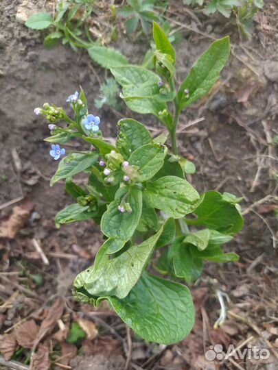 Многолетние растения для сада