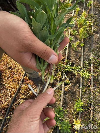 Корни альстромериии