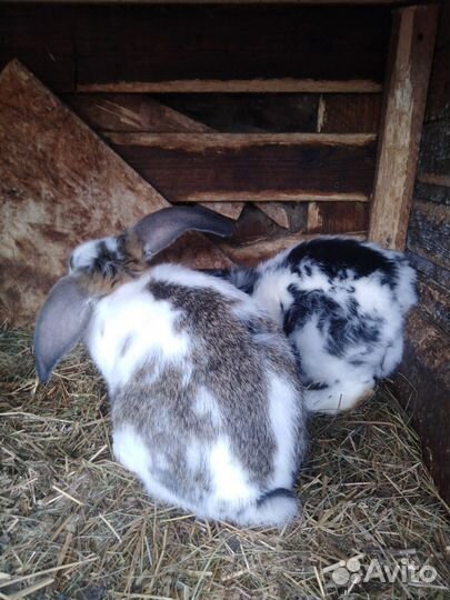 Кролики французский баран