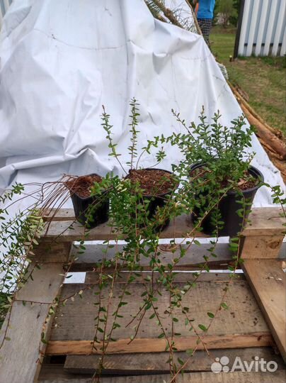 Саженцы клюквы