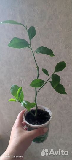 Лимон саженцы мал.деревца