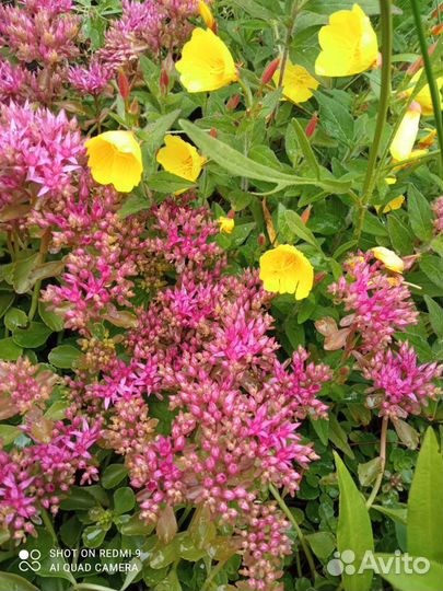 Цветы и рассада