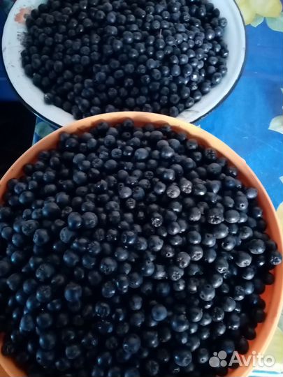 Черноплодная рябина (Арония)