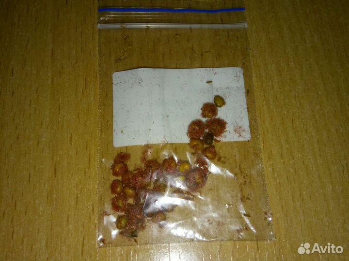 Семена и саженцы сумаха оленерогого