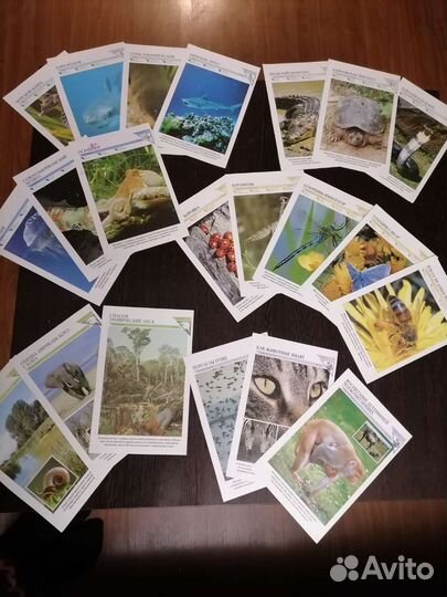 Открытки и карточки про животных 71 шт цена за все