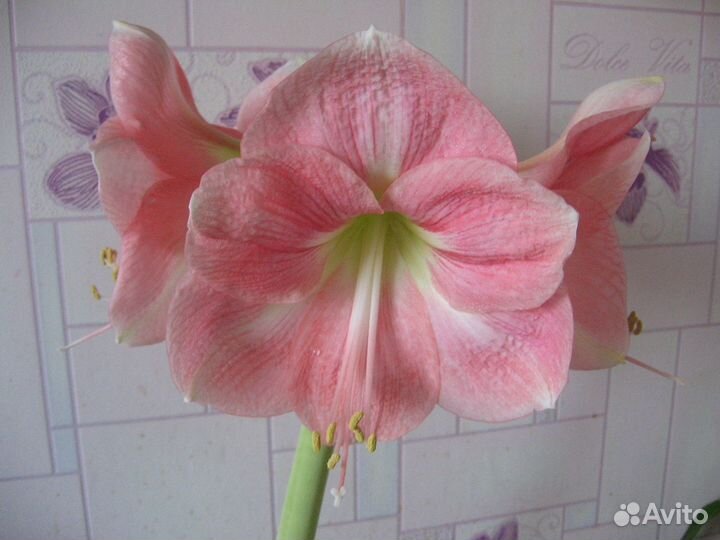 Белый и розовый гиппеаструм,зефирантес,алое,кливия